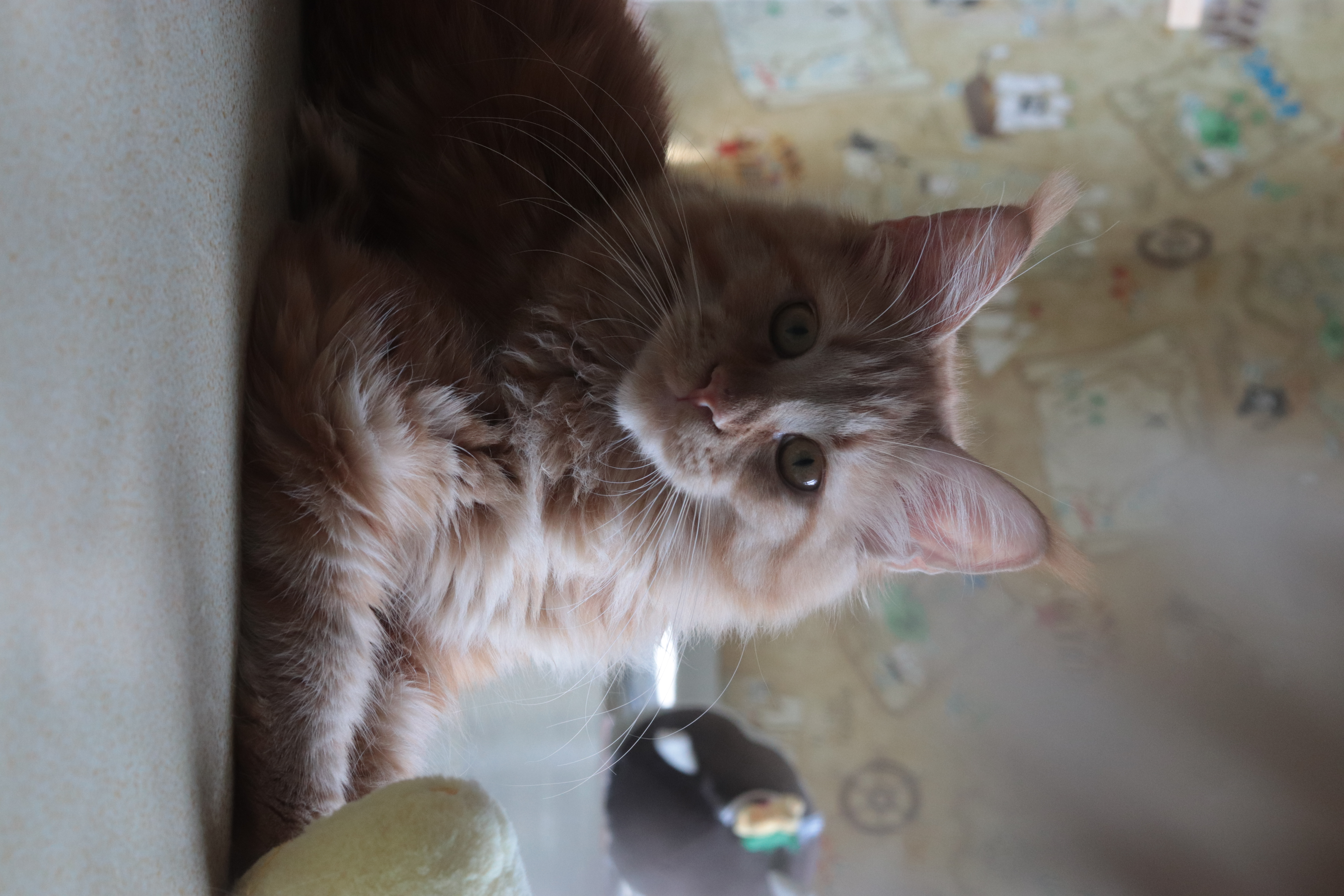 缅因猫 红虎妹妹